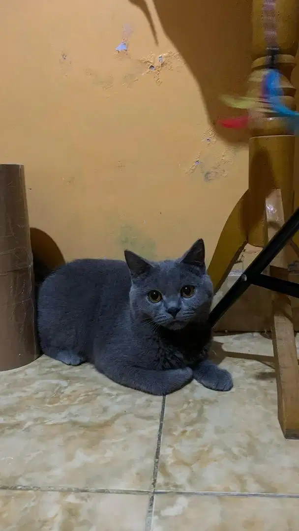 British short hair (Bsh) blue solid non ped
