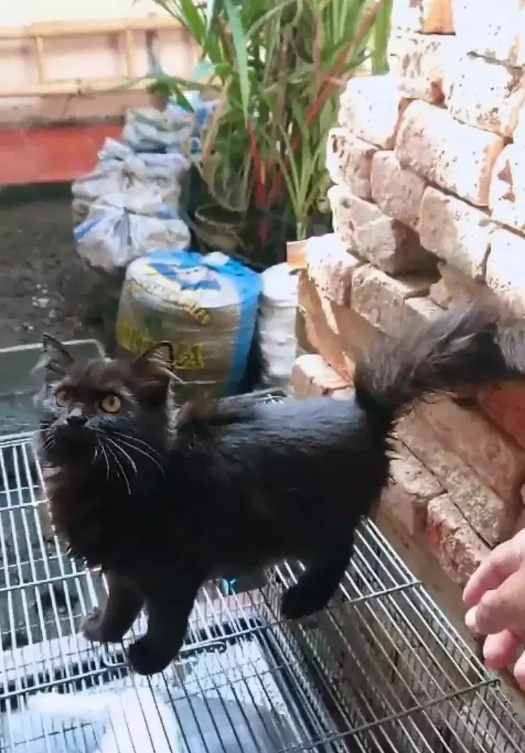 Lepas Adopsi Kitten Persia