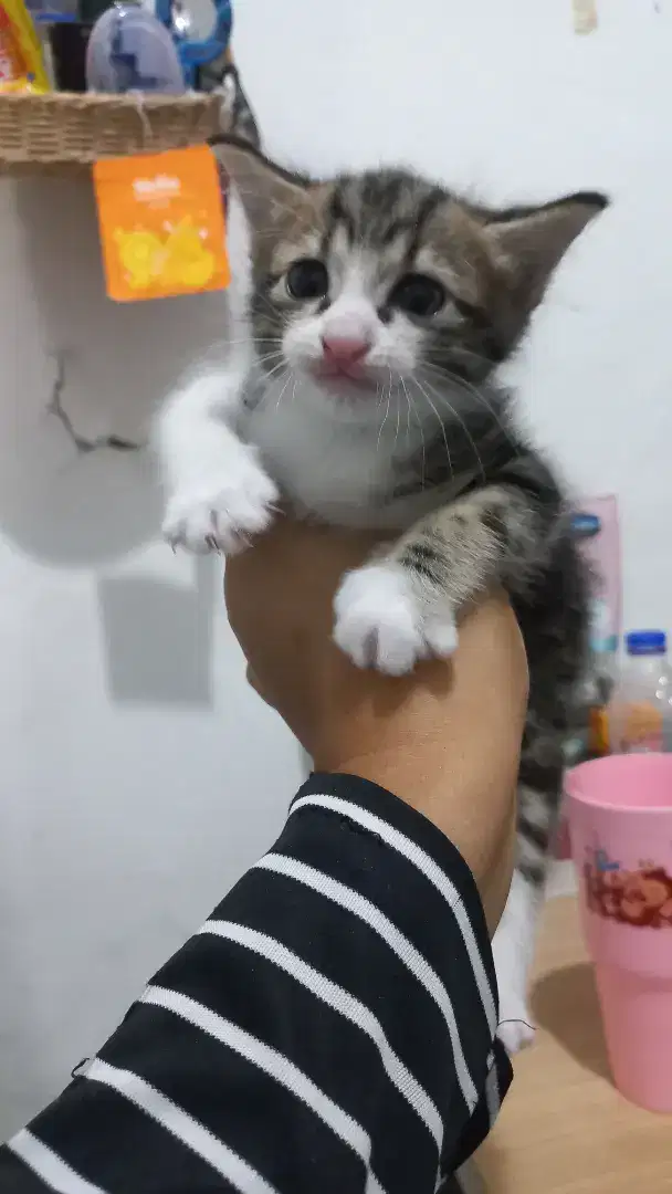 Adopsi Kitten JANTAN