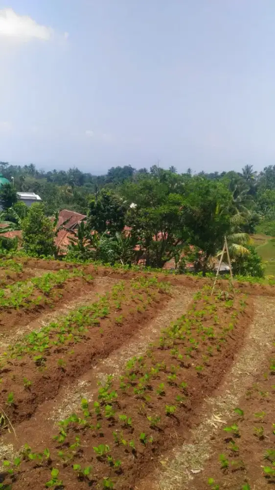 Tanah luas harga murah