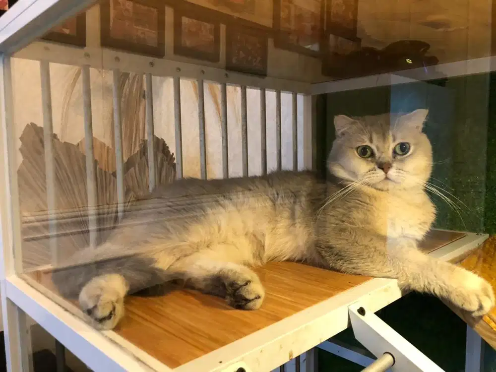 Pacak Kucing British Short Hair Scottish Fold Blue Golden Shaded AY 11