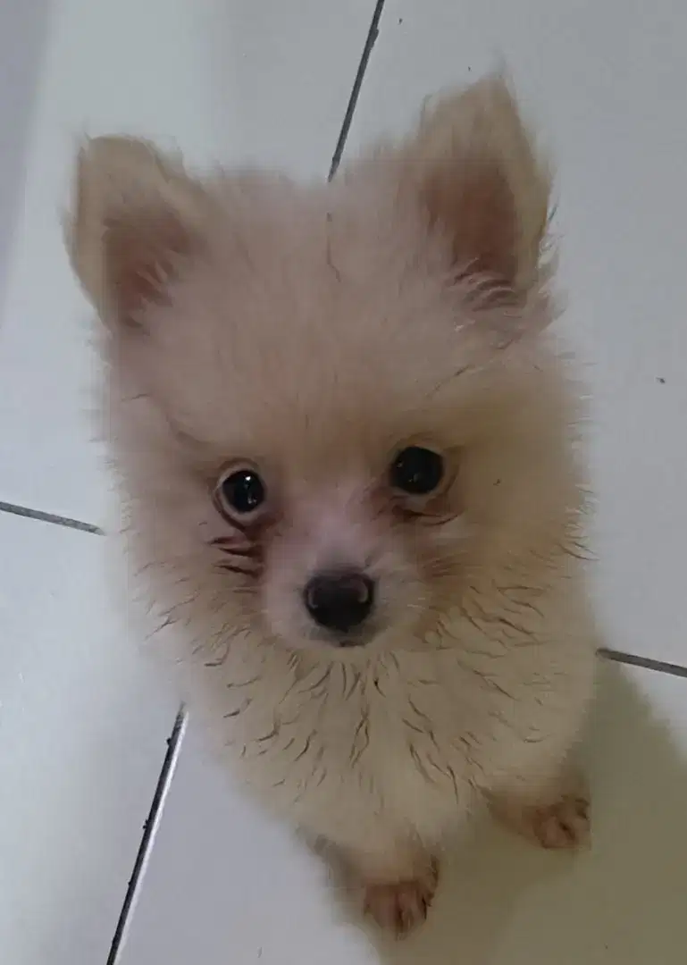 Di Jual Puppy Anjing Pom