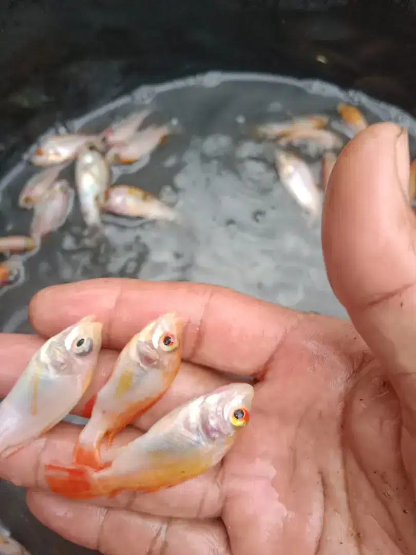 Jual bibit ikan nila ukuran jari tangan