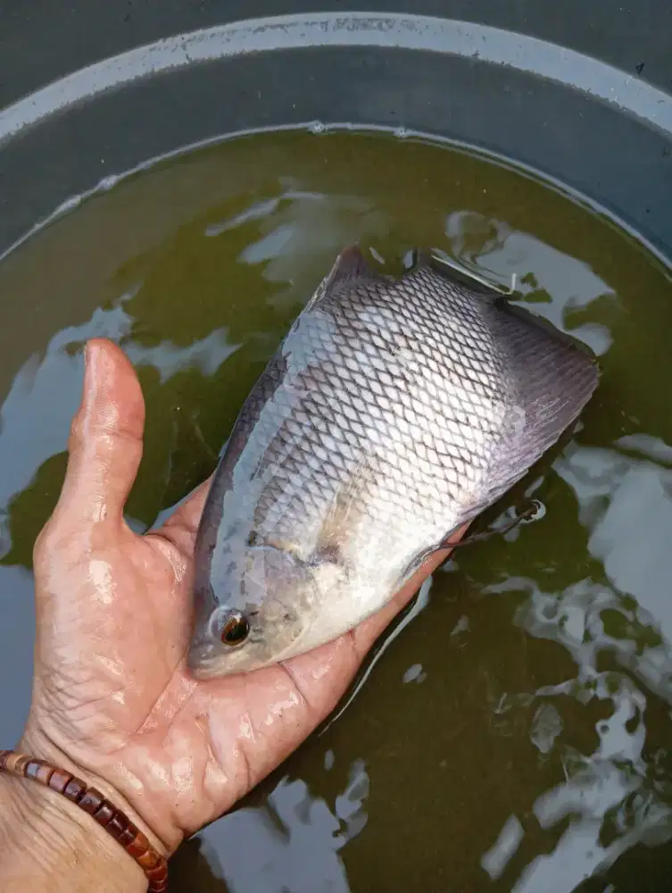 Jual gurame ukuran 3-4 jari