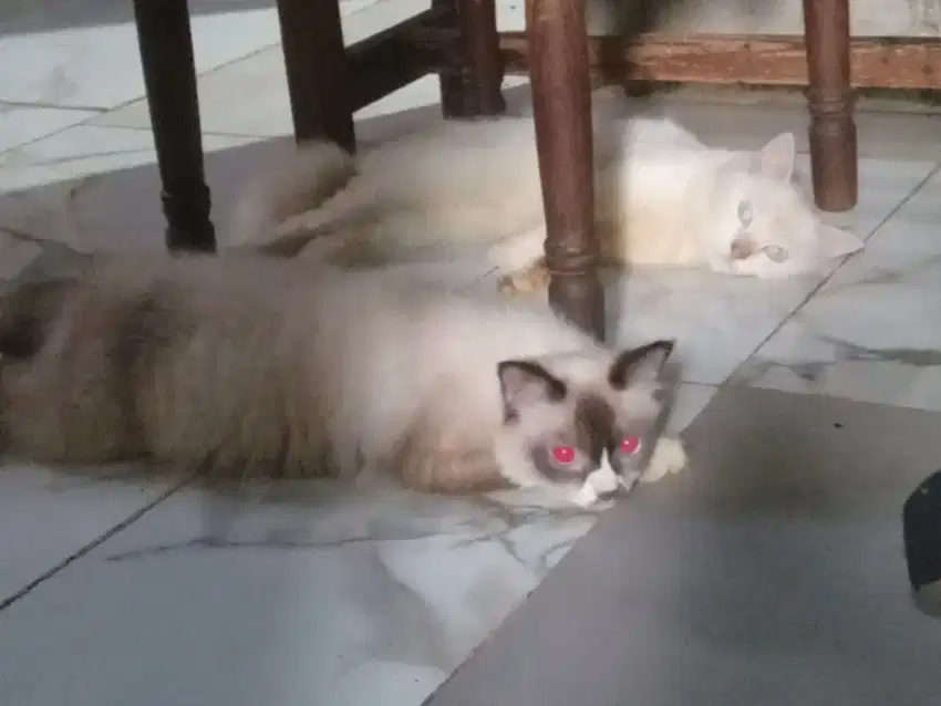 PACAK KUCING HIMALAYA SEALPOINT & REDPOINT