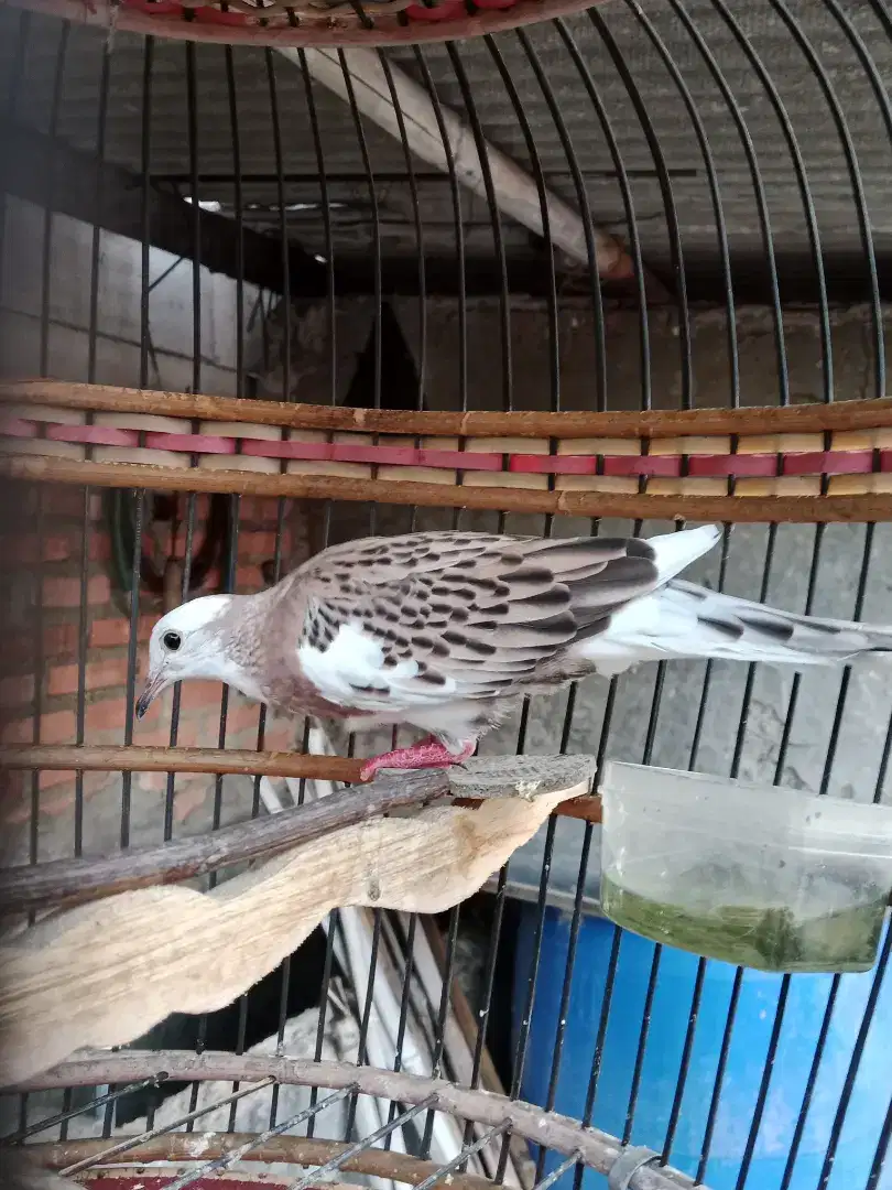 Burung tekukur warna blorok leopard jantan