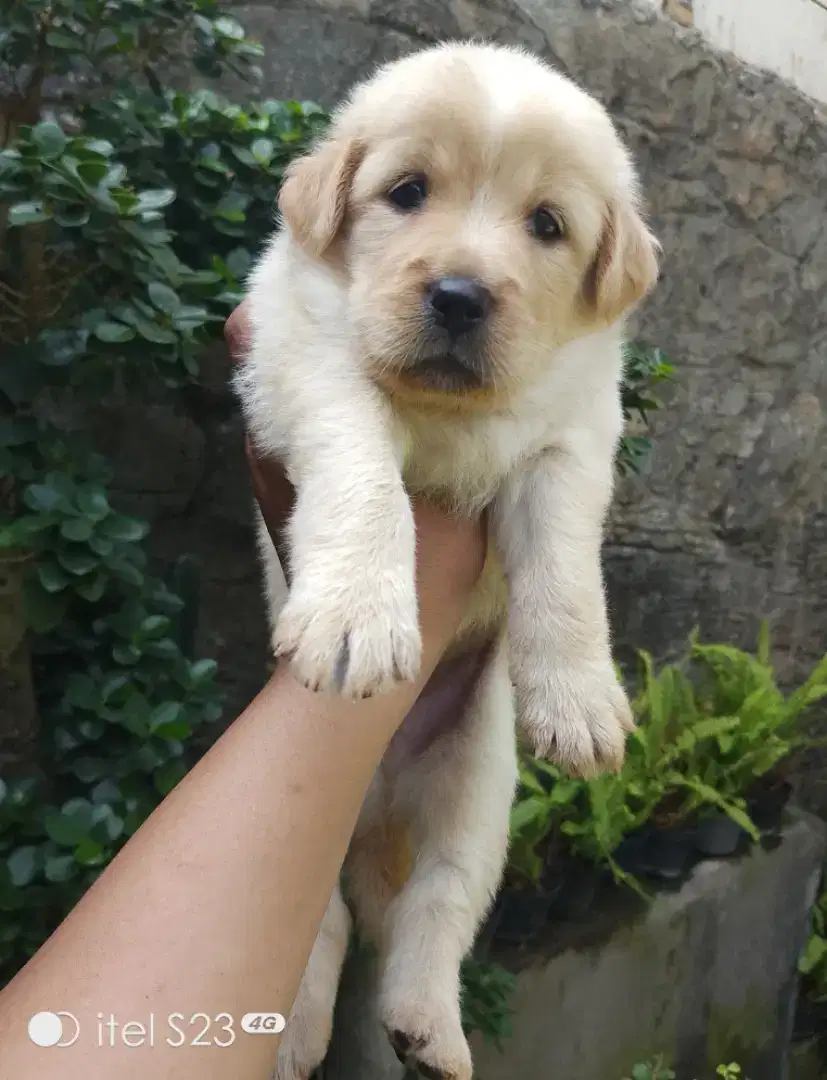 Anakan anjing jumbo lucu gemesin mixbreed golden retriever istimewa