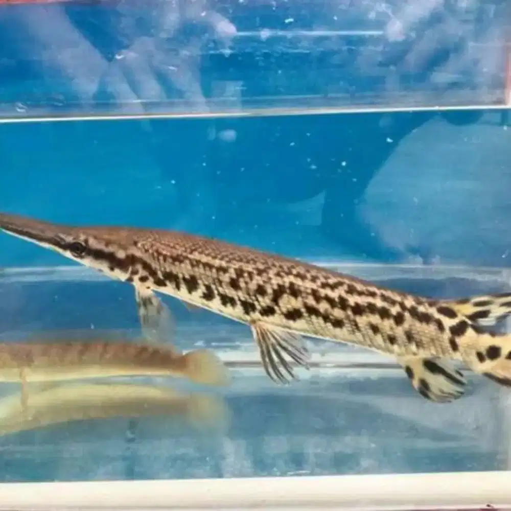 Ikan Alygator Air tawar
