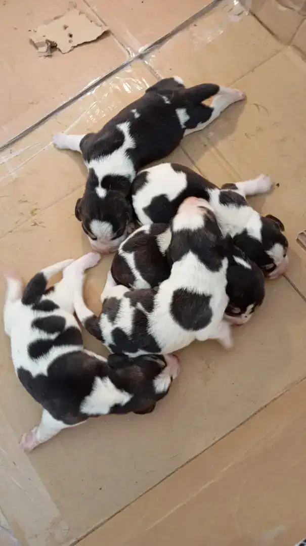 OPEN BOOKING 5 EKOR BEAGLE JANTAN