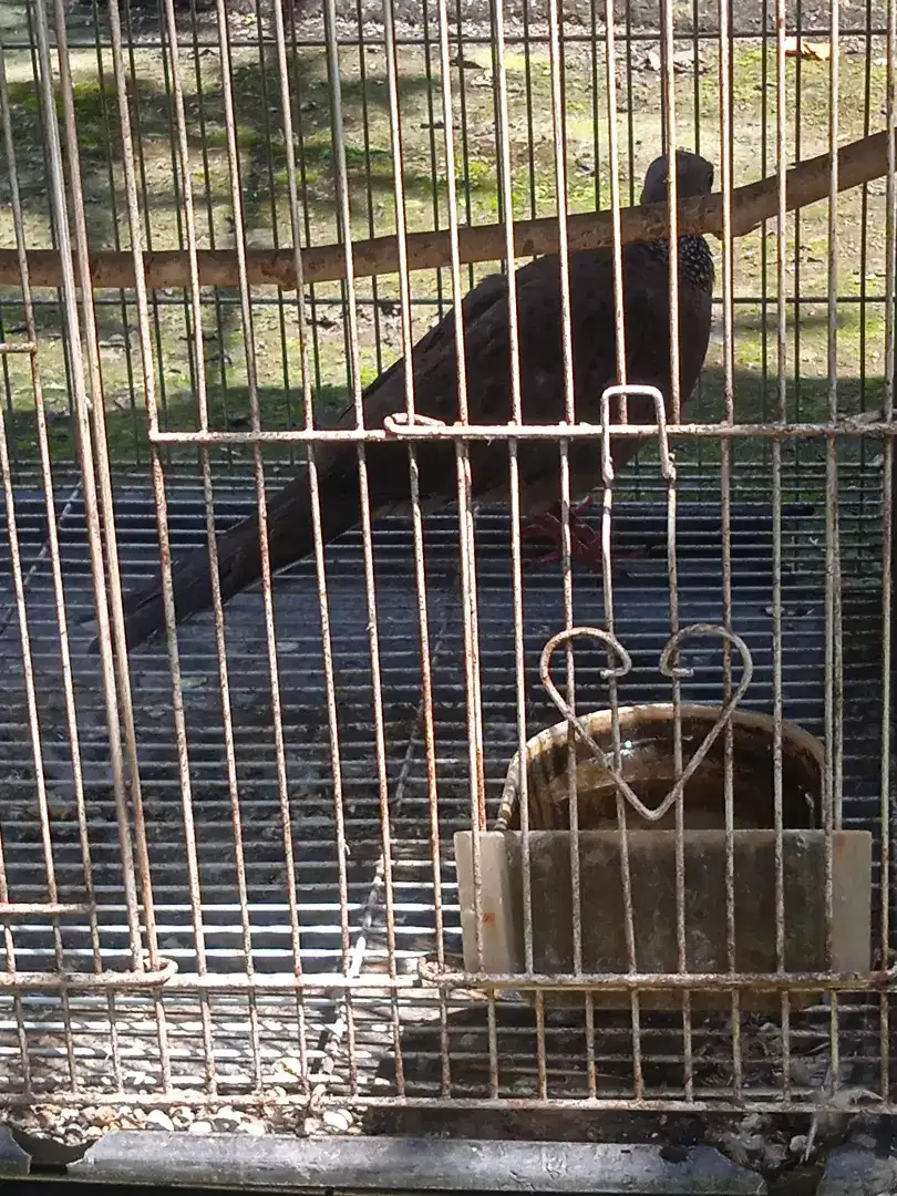 Burung derkuku Kelantan kuk 2 paten