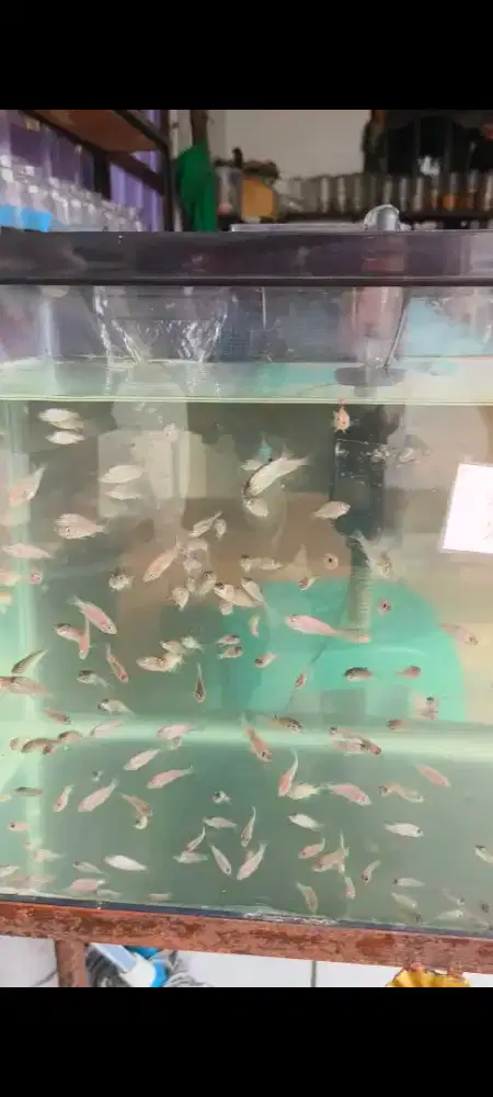 Benih Ikan Nila Merah