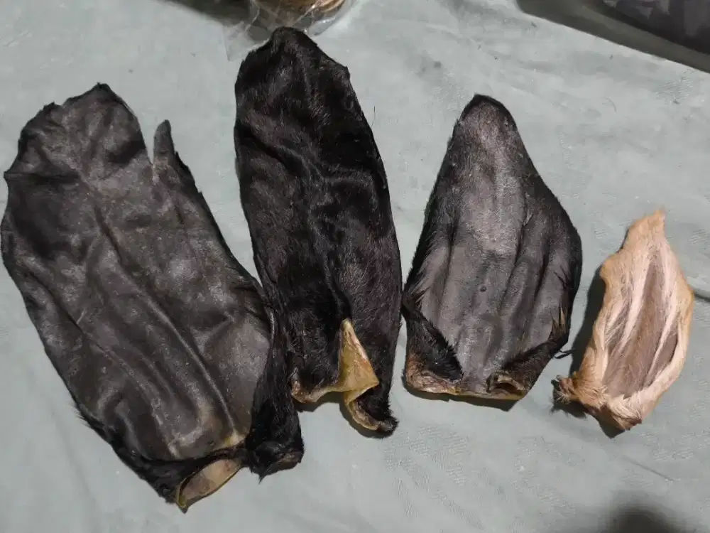 Goat ear jerky dehydrated