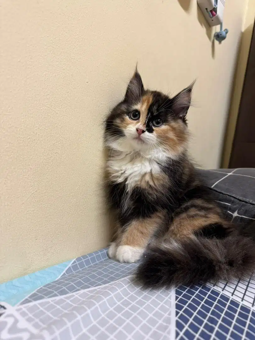 Kitten Anggora x Maincoon