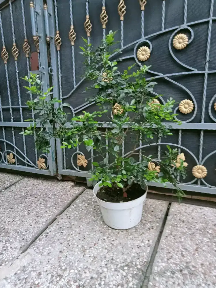 Bunga Kemuning Mikro Harum