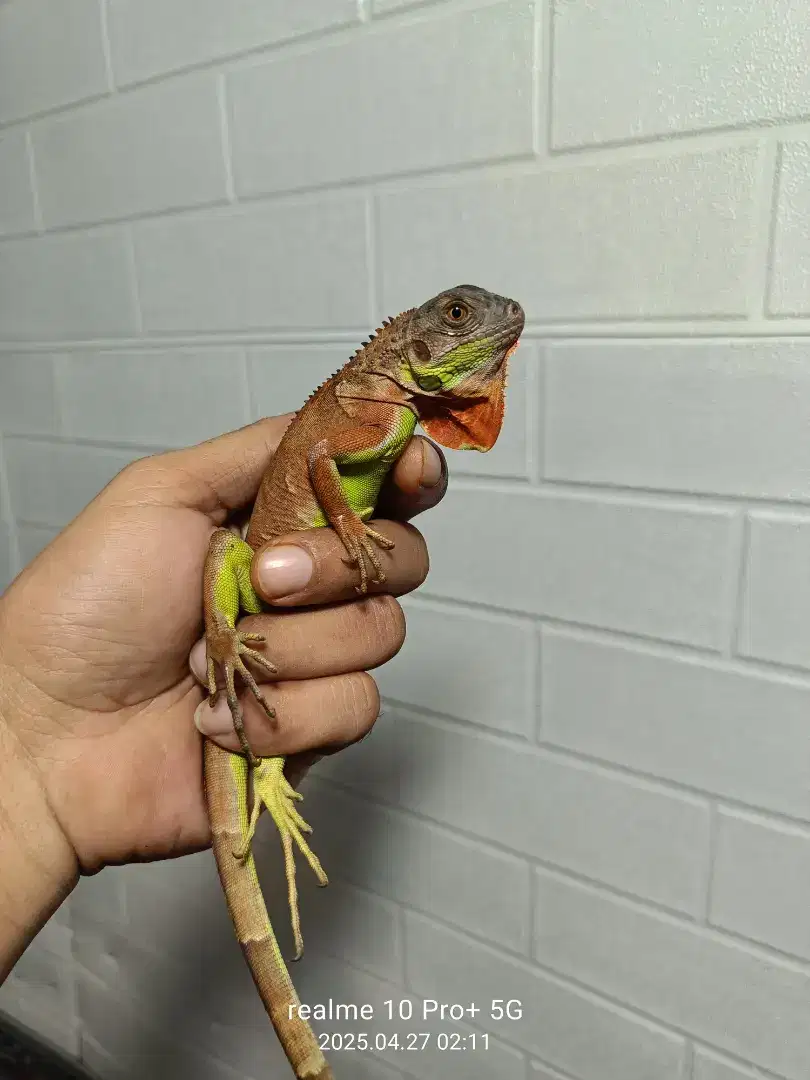 Iguana Super Red