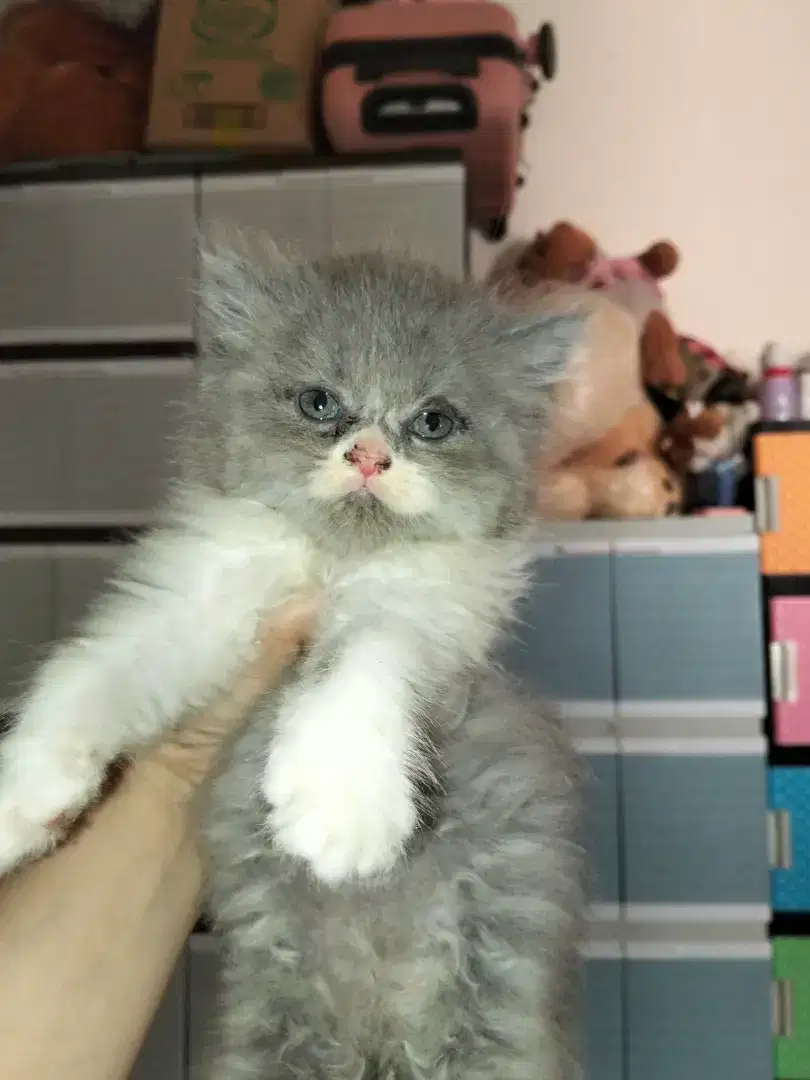 Siap Adoptkitten persia flatnose