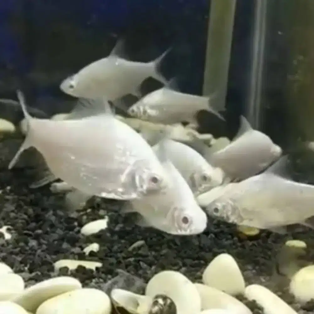 Ikan Kaviat Platinum