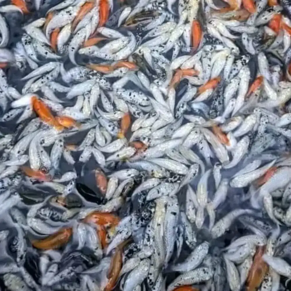 Pakan Ikan Molly Pakan