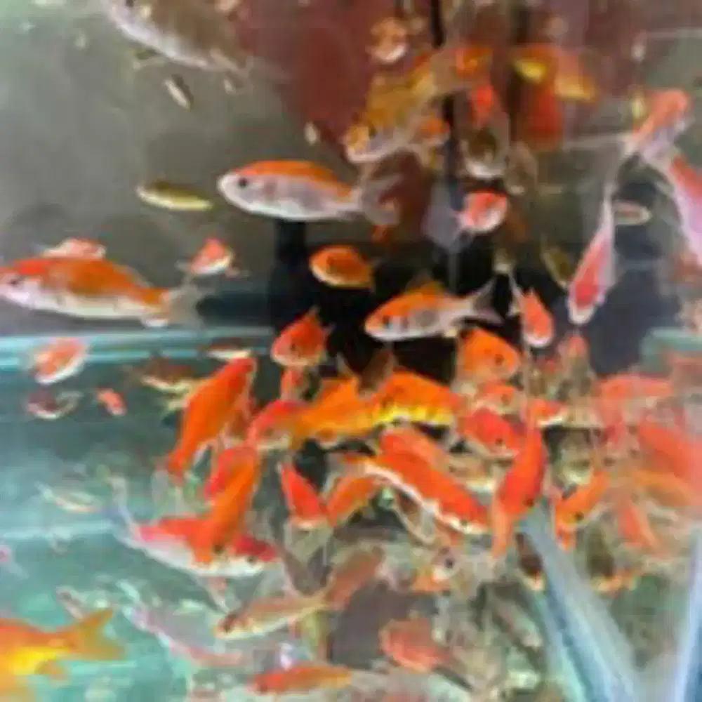 Pakan Ikan Komet Pakan