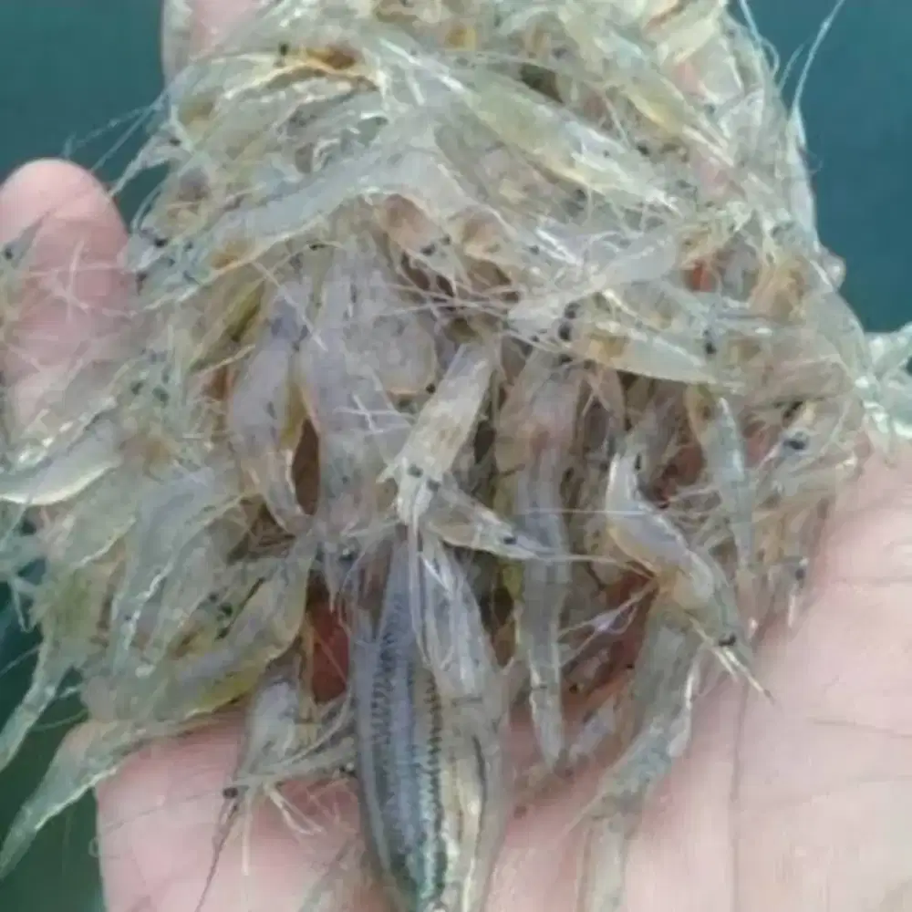 Pakan Ikan Udang Pakan