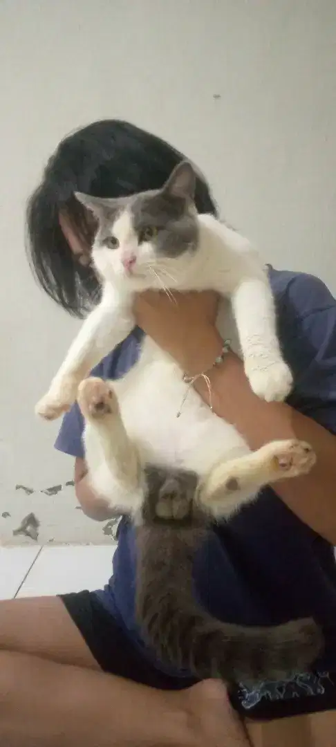 British shorthair BECOLOUR JANTAN