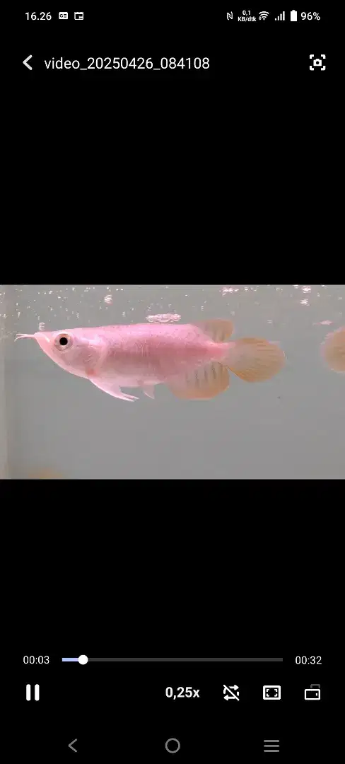 arwana super red baby SB