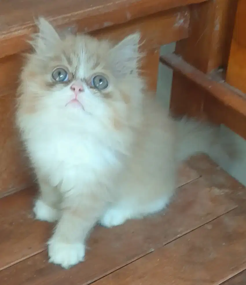 Kucing kitten flatnose jantan ganteng riwuk riwuk