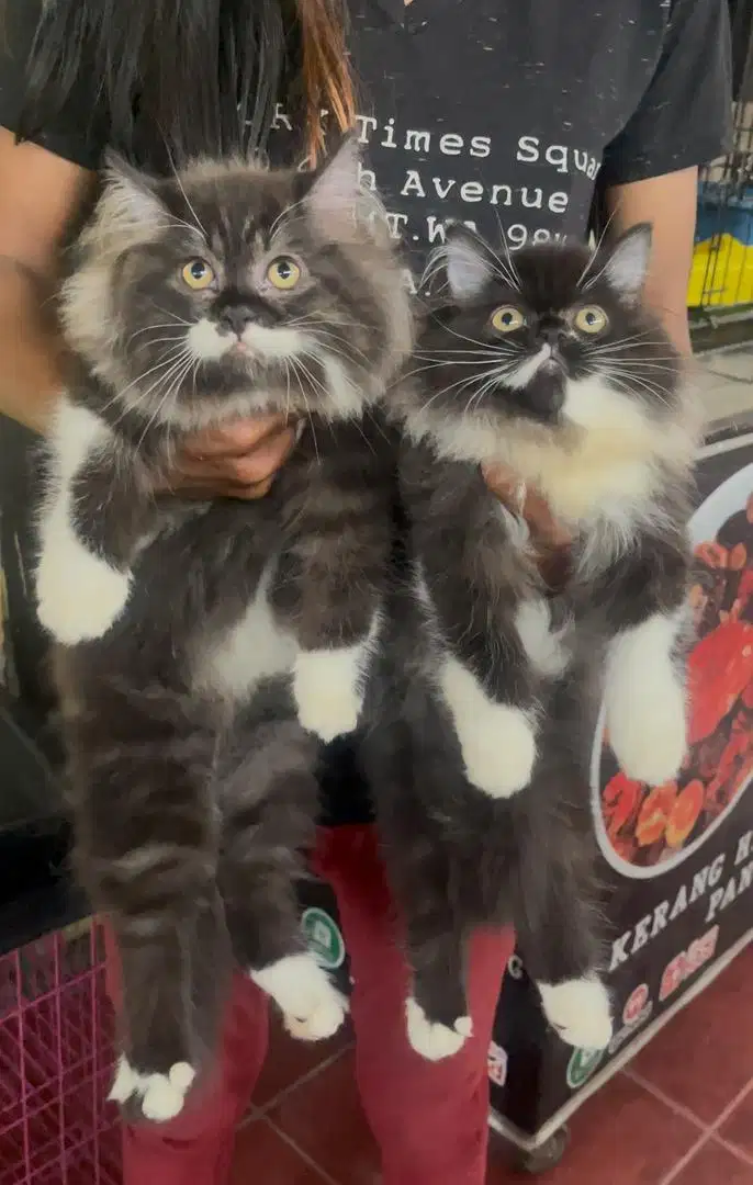 Kucing persia kitten jantan 3 bln