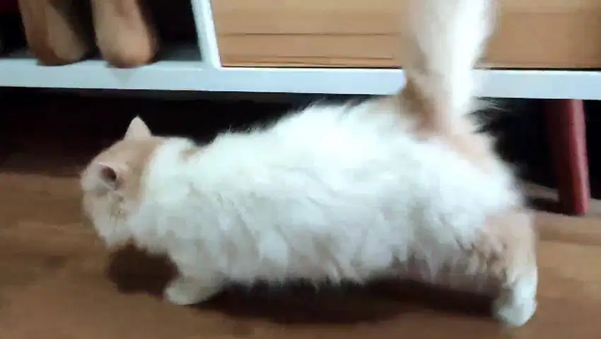 Kucing Munchkin Gaelic Jantan