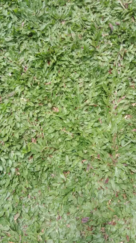 Rumput gajah dan rumput jepang