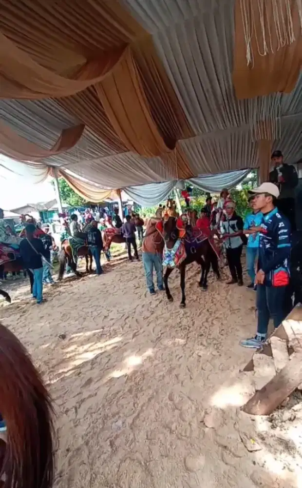 kuda renggong kuda ronggeng kuda atraksi