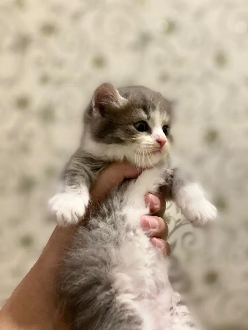 kucing bsh mix munchkin rug hugger line