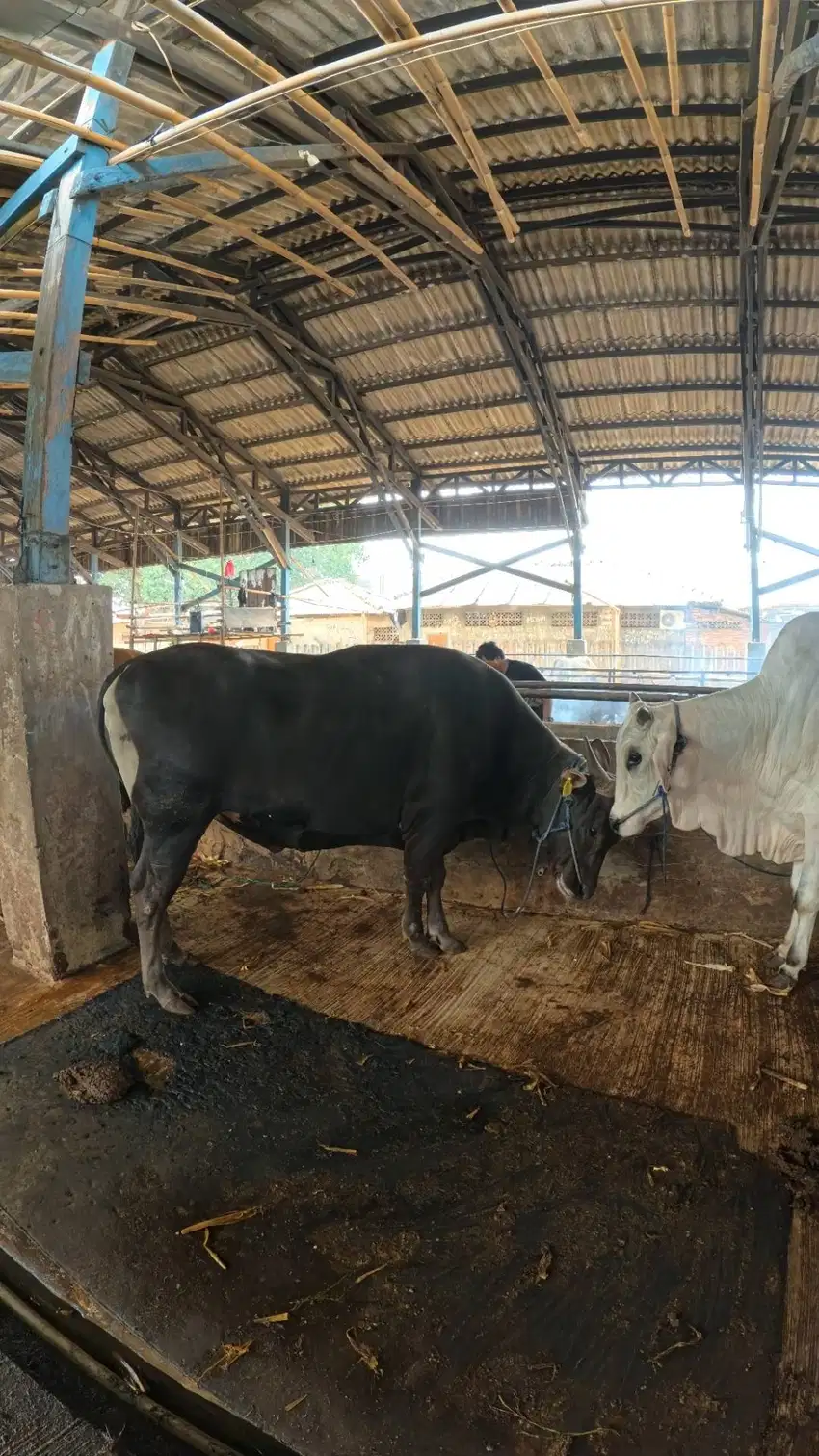 Sapi bali Bobot bervarian sesuai budget