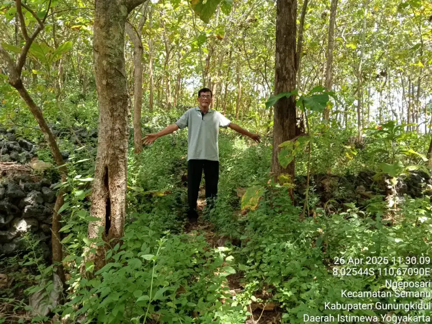 Jual tanah penuh pohon jati