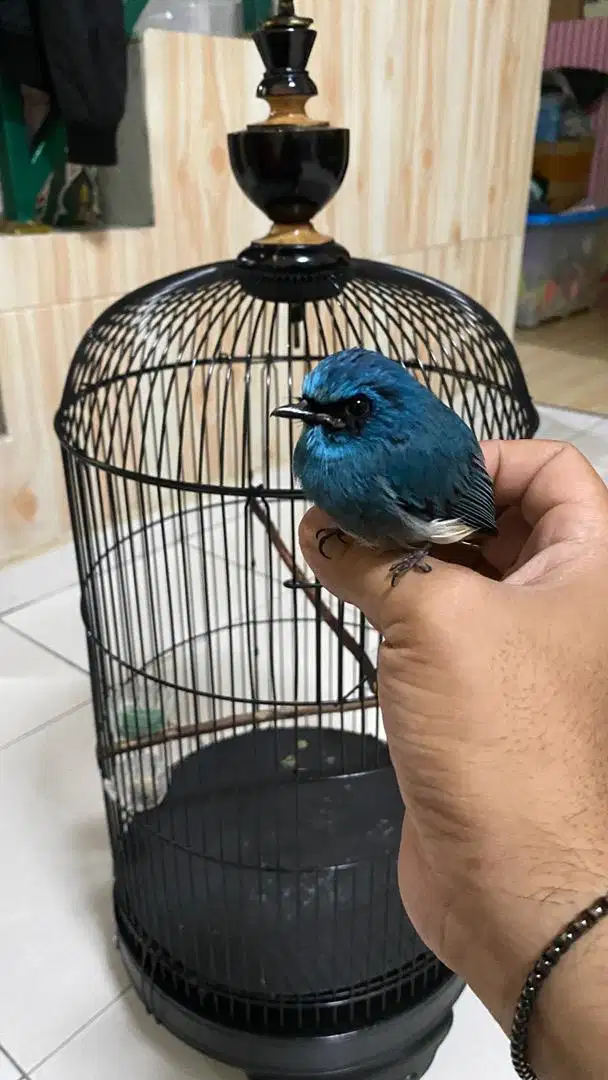 Burung Selendang Biru