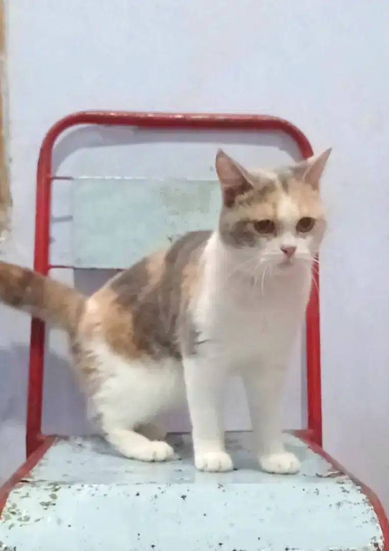 Kucing British calico