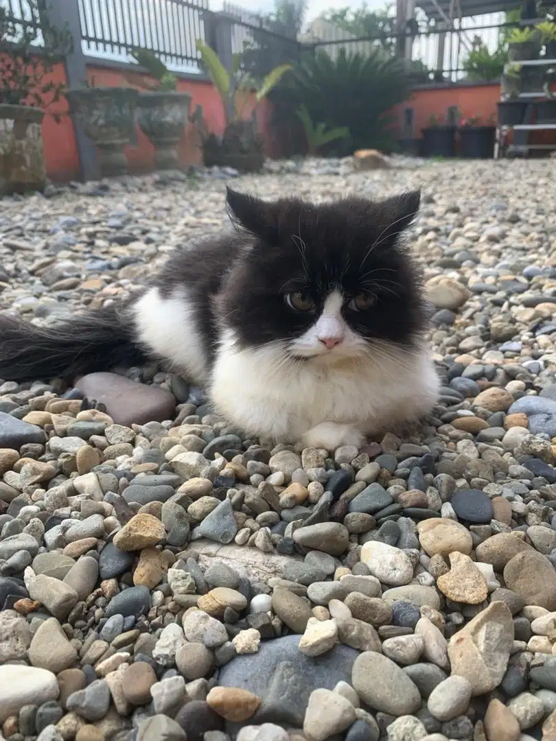 Lepas adop kucing