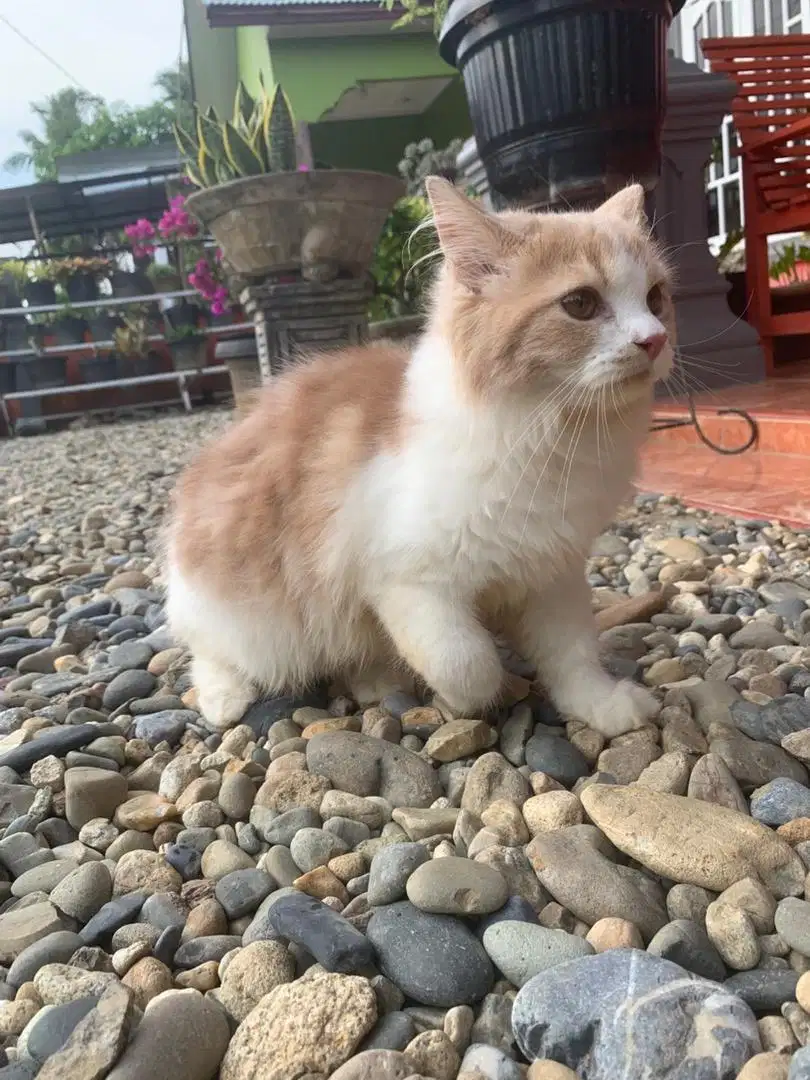 Lepas adop kucing