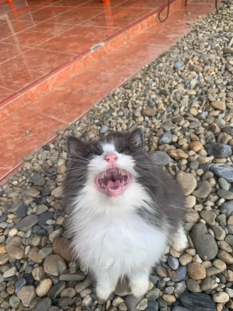 Lepas adop kucing