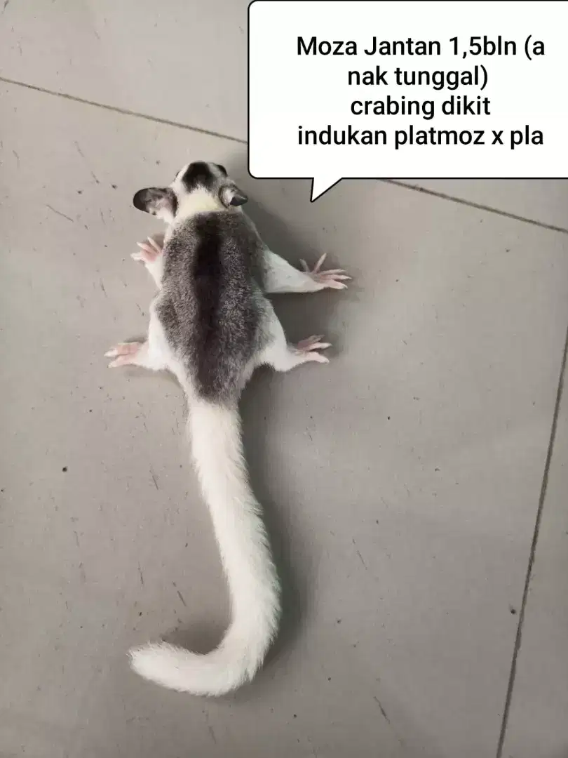 Sugar glider joey