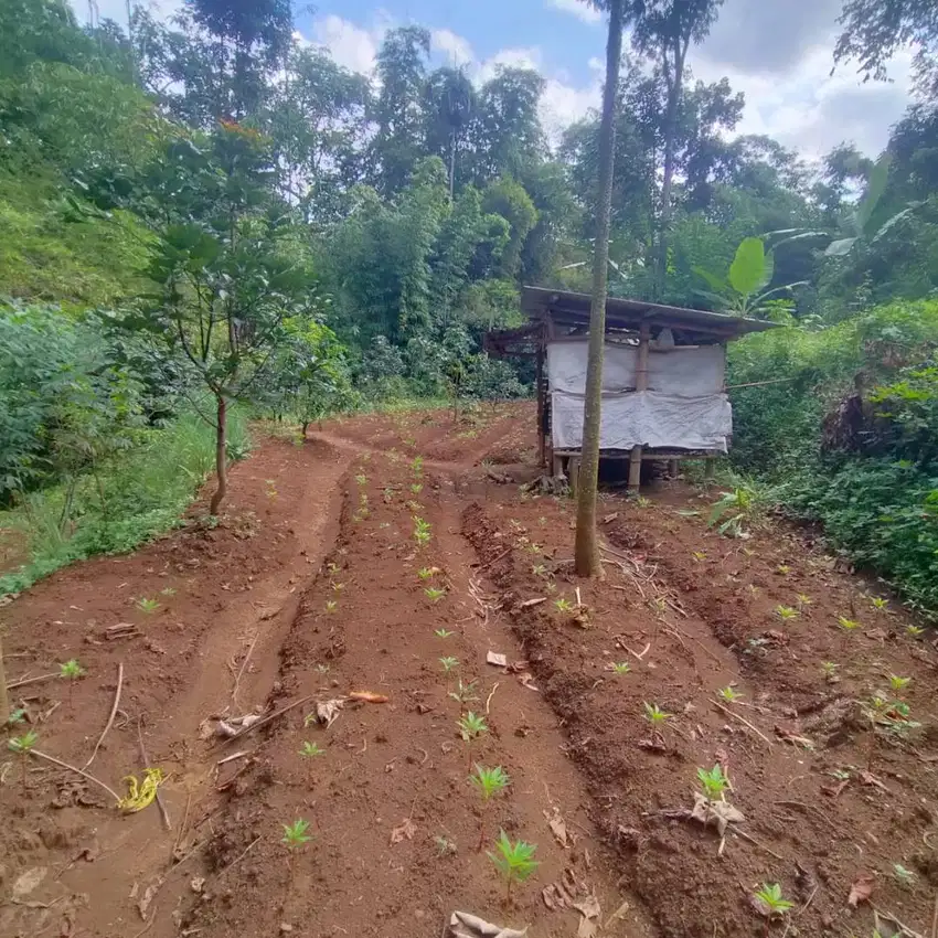 DIJUAL !!!  TANAH PERKEBUNAN SUBUR