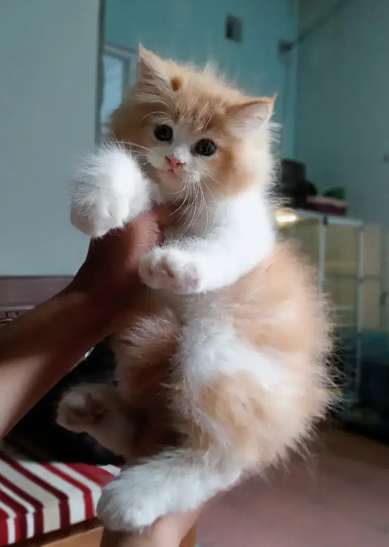 Kucing Persia kitten