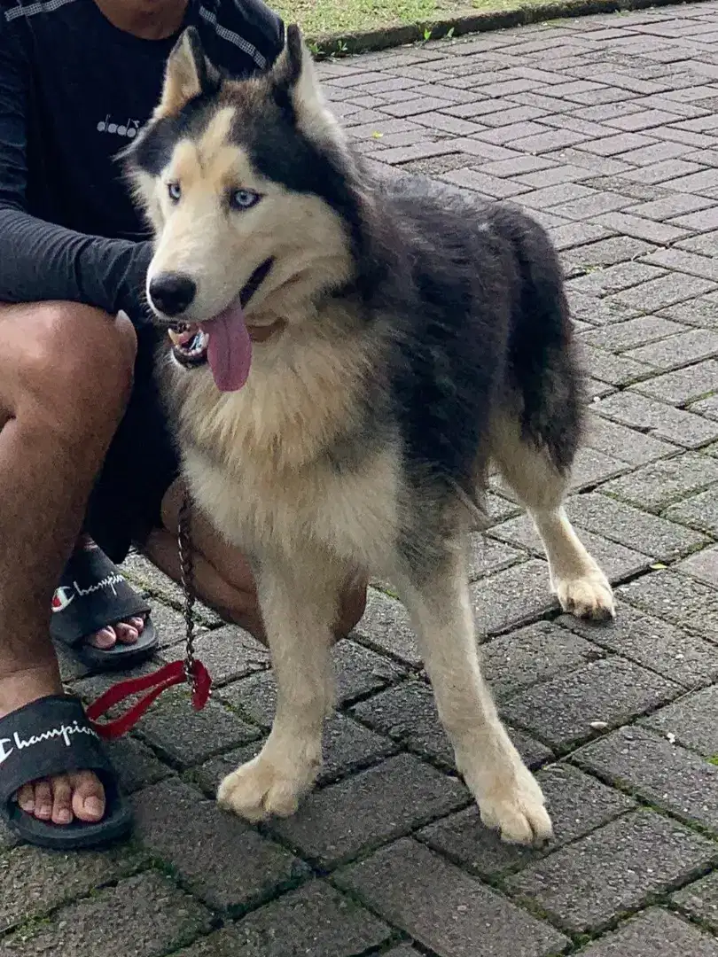 Husky Jantan Long Hair