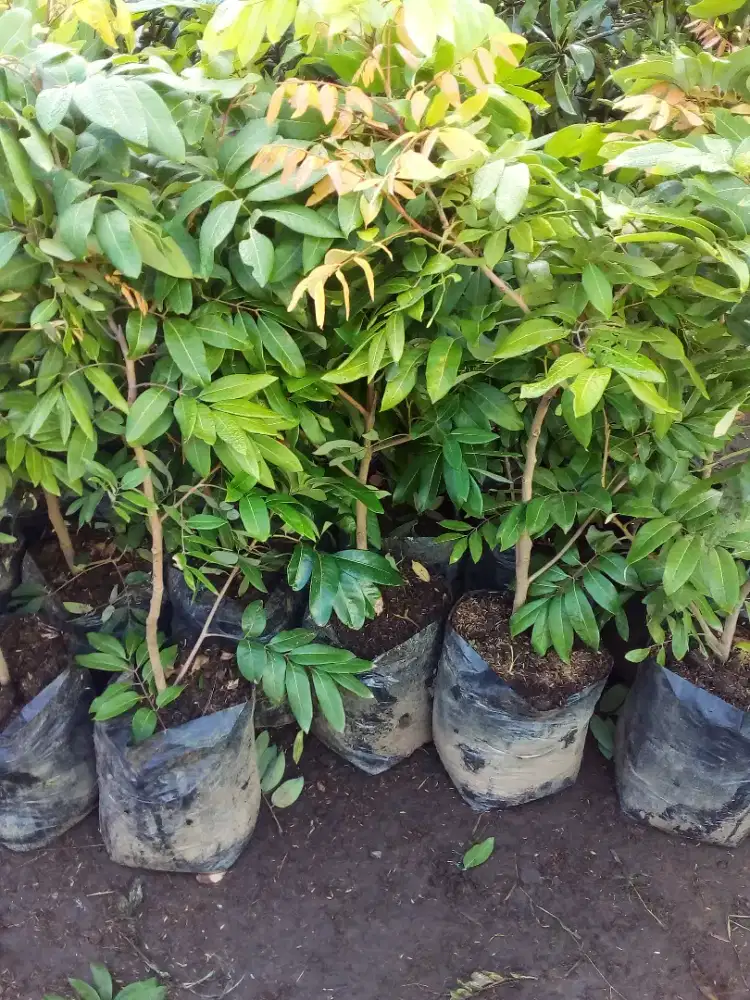 Grosir aneka bibit buah harga murah