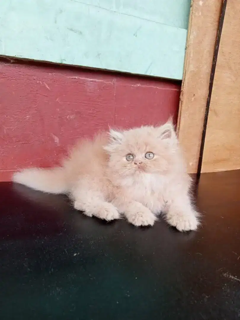 Kucing Persia flatnose