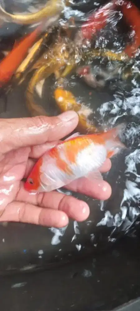 Jual bibit ikan koy 10cm up