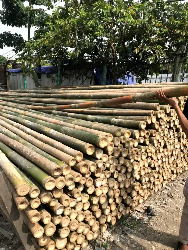 Bambu Steger diameter 8-9cm panjang 6 meter