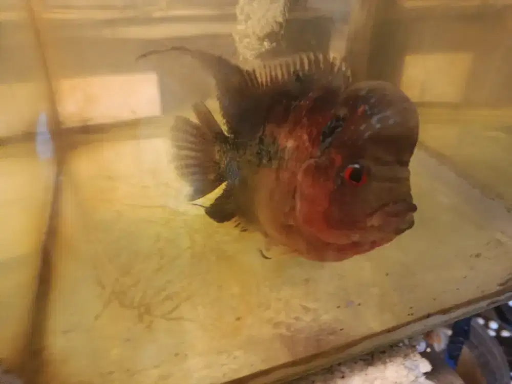 Ikan Louhan GB Mutasi Female