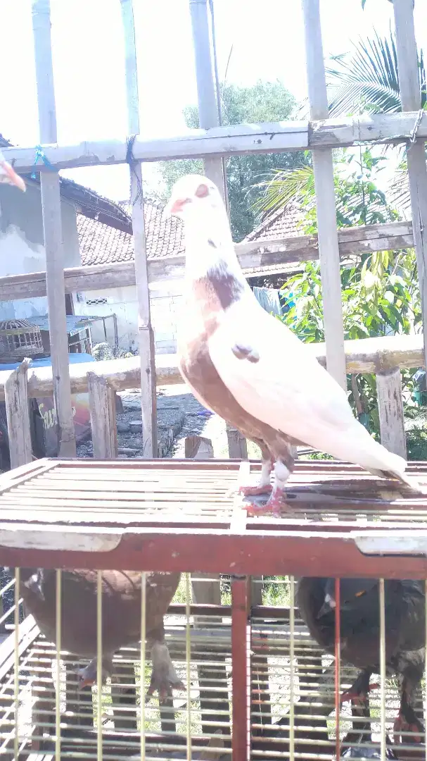 Merpati kolong meja/bebas