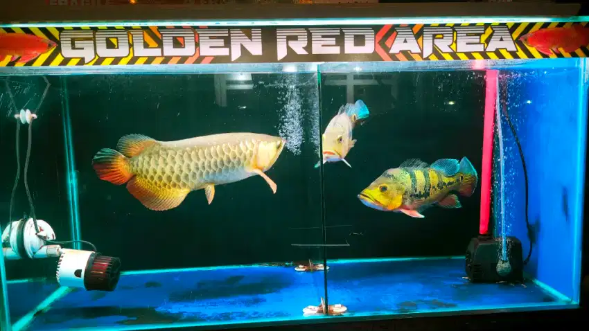 Ikan Arwana Golden Red GR 45 cm dan ikan Oscar Tiger